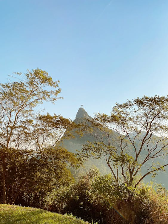 Your Ultimate Guide to Exploring Tijuca Forest